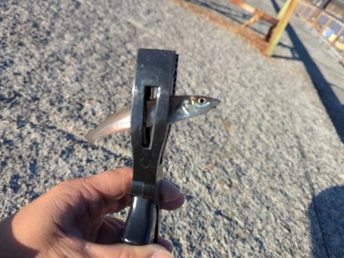 シロギスの釣果