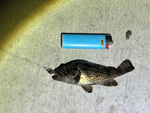 クロソイの釣果