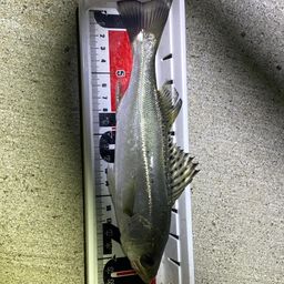 セイゴ（マルスズキ）