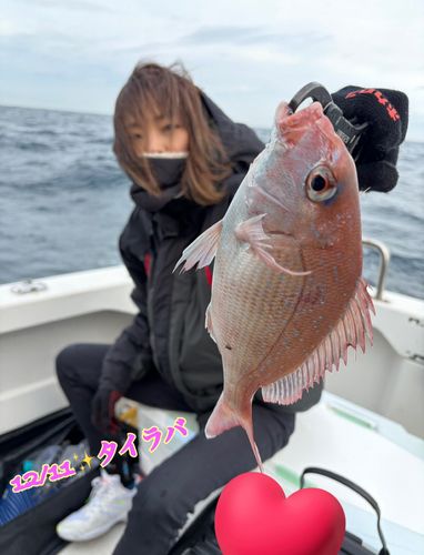 マダイの釣果