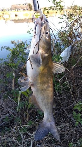 アメリカナマズの釣果
