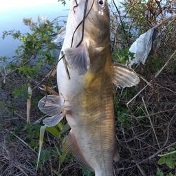 アメリカナマズ