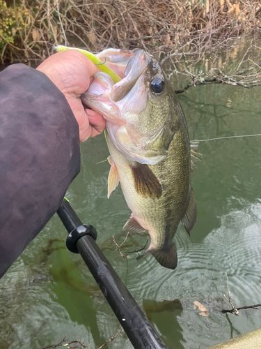 ラージマウスバスの釣果