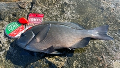 クチブトグレの釣果