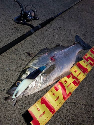 ヒラスズキの釣果