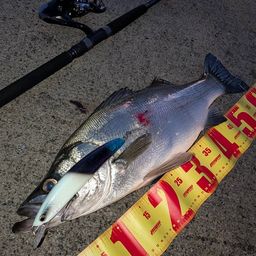 セイゴ（ヒラスズキ）