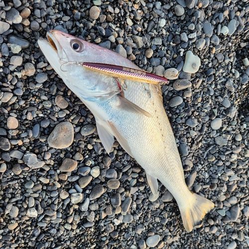 オオニベの釣果