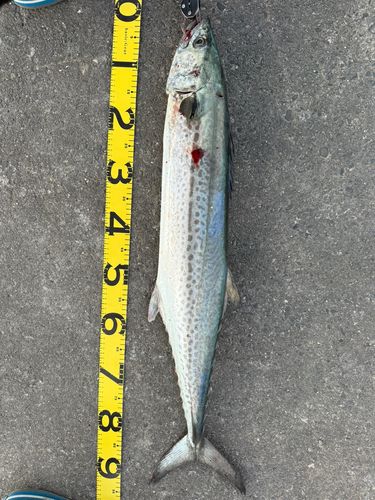 サワラの釣果