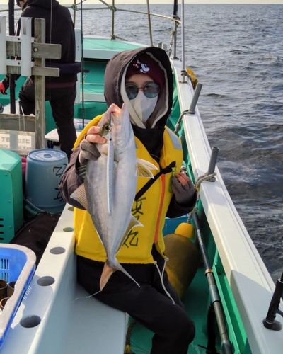 カンパチの釣果