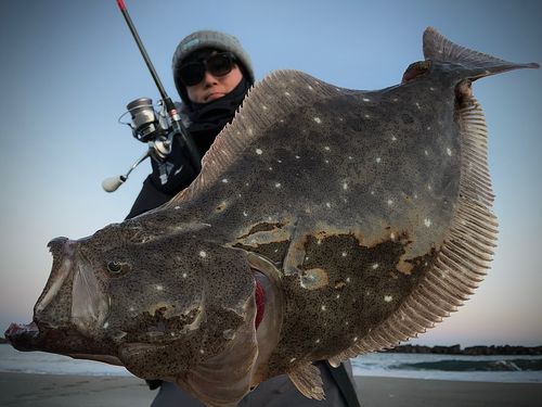 ヒラメの釣果
