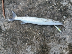 オニカマスの釣果