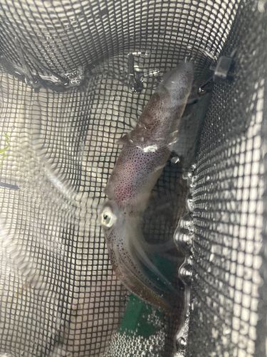 船橋港親水公園