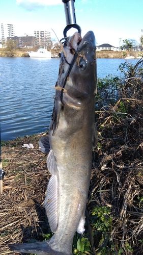 アメリカナマズの釣果