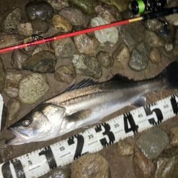 セイゴ（マルスズキ）