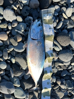 ヒラソウダの釣果