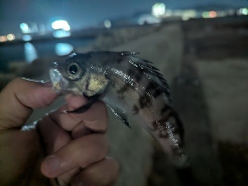 メバルの釣果