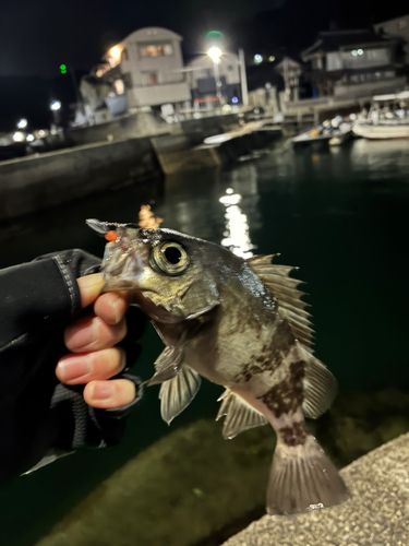 クロメバルの釣果