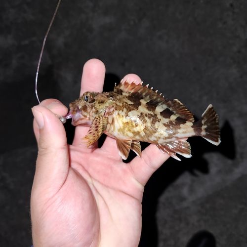 常滑りんくう釣り護岸