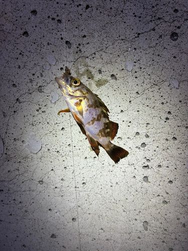 金沢水際線緑地（福浦岸壁）