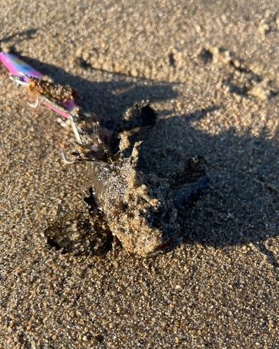 オニオコゼの釣果
