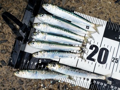 マイワシの釣果