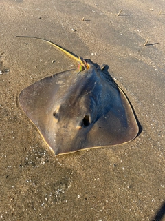 アカエイの釣果