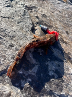 アイナメの釣果