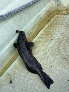 アイナメの釣果