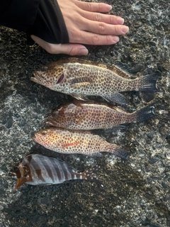 クロホシイシモチの釣果