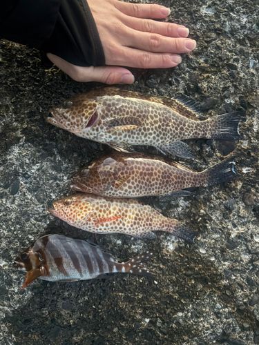 内浦湾（沼津）