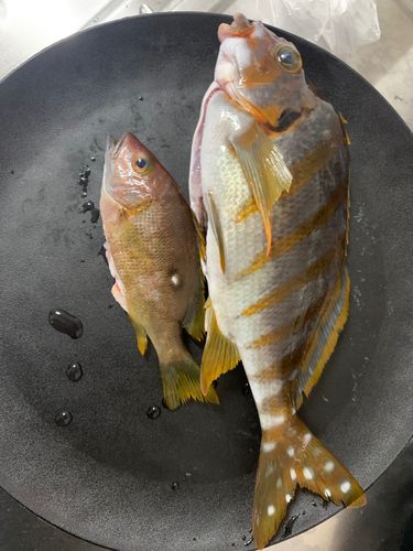 タカノハダイの釣果