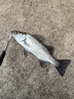 セイゴ（ヒラスズキ）の釣果