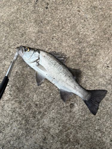 セイゴ（ヒラスズキ）の釣果