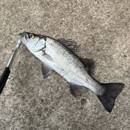 セイゴ（ヒラスズキ）