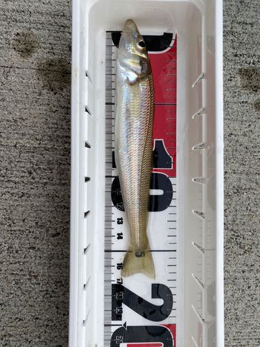 シロギスの釣果