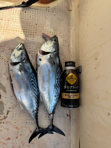 スマカツオの釣果