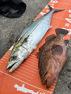 キジハタの釣果