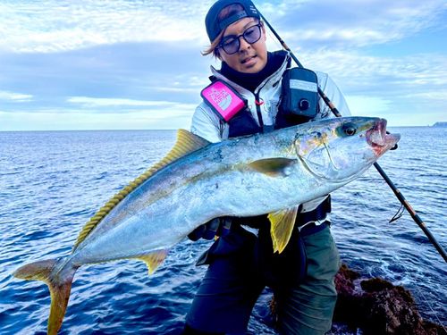 ヒラマサの釣果