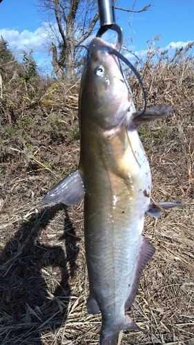 アメリカナマズの釣果