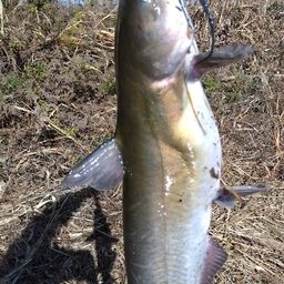 アメリカナマズ