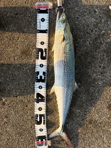 月見ヶ丘海浜公園