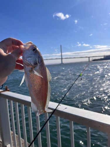 シログチの釣果