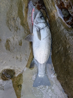 ヒラスズキの釣果