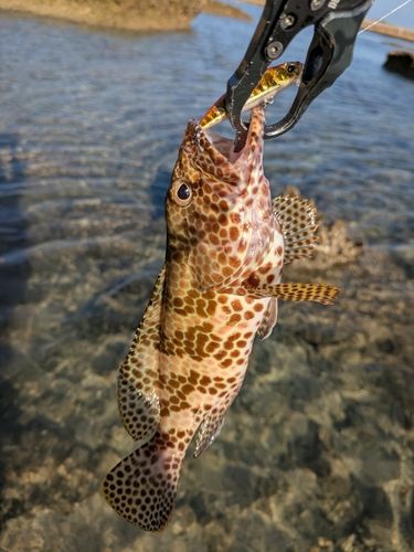イシミーバイの釣果
