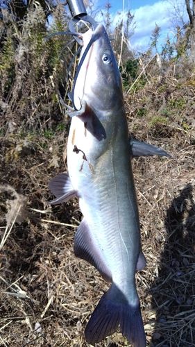 アメリカナマズの釣果