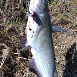 アメリカナマズ