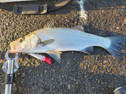 ヒラスズキの釣果