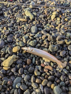 シロギスの釣果