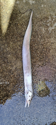 タチウオの釣果