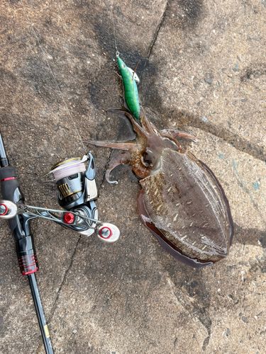 モンゴウイカの釣果